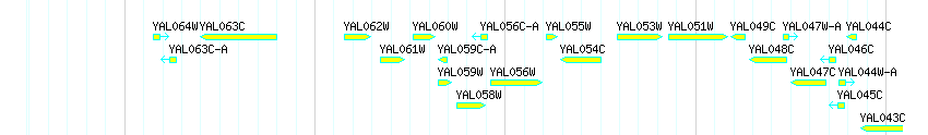 Genes detail