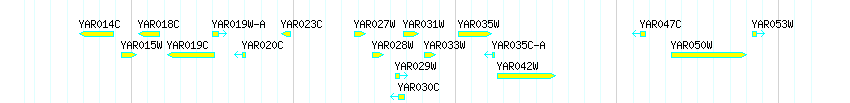 Genes detail