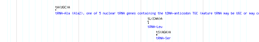 tRNAs detail