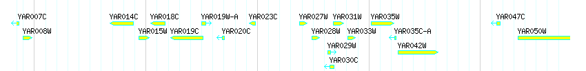 Genes detail