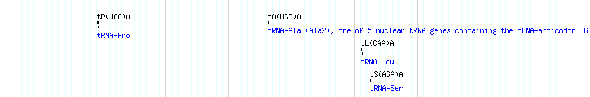 tRNAs detail