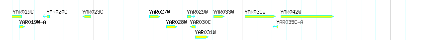 Genes detail