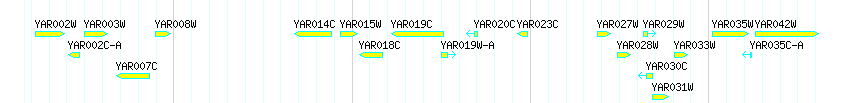 Genes detail
