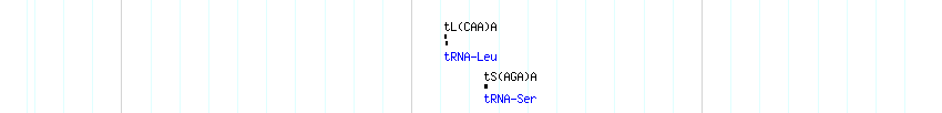 tRNAs detail