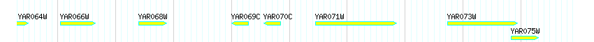 Genes detail