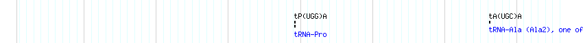 tRNAs detail