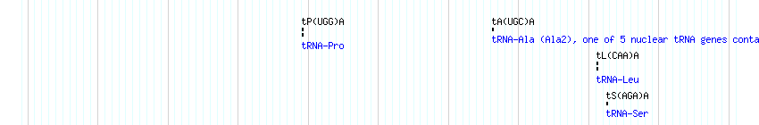 tRNAs detail