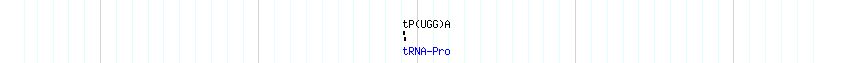 tRNAs detail