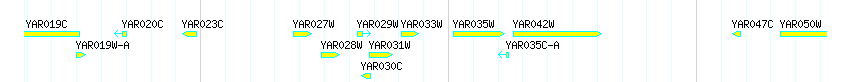 Genes detail