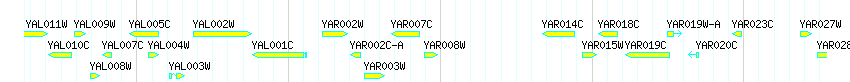 Genes detail