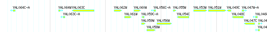 Genes detail