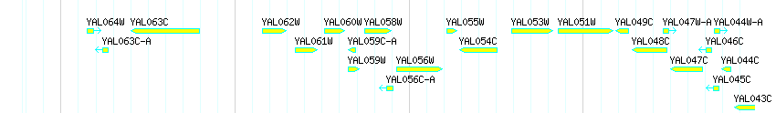 Genes detail