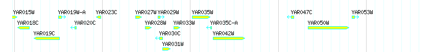 Genes detail