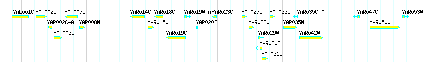 Genes detail