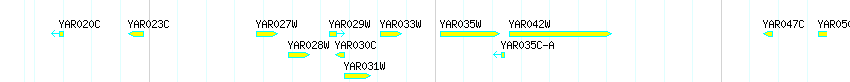 Genes detail