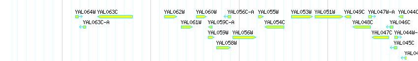 Genes detail