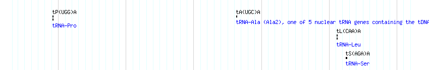 tRNAs detail