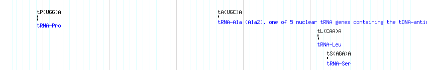 tRNAs detail