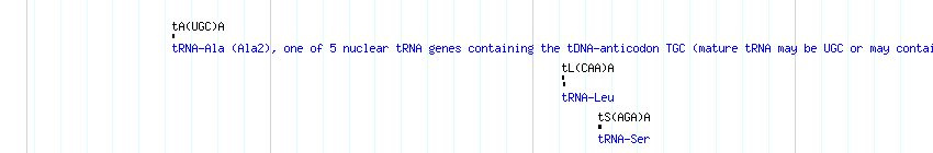 tRNAs detail