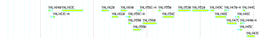 Genes detail