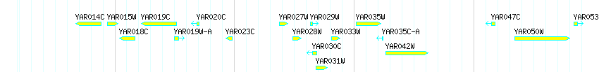 Genes detail