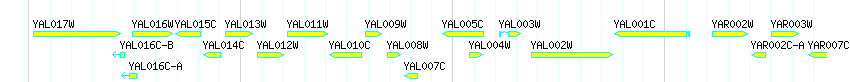 Genes detail