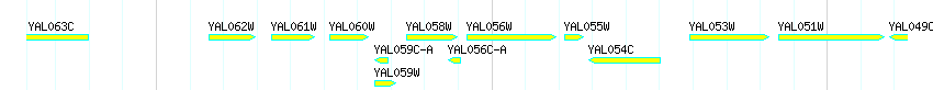 Genes detail