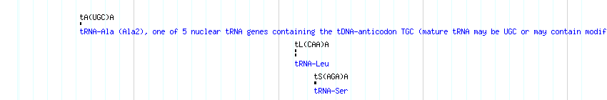 tRNAs detail
