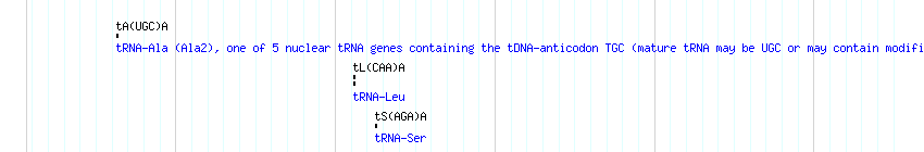 tRNAs detail