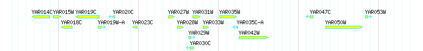 Genes detail