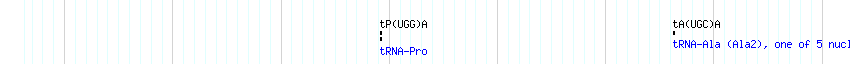 tRNAs detail