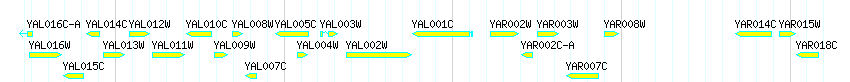 Genes detail