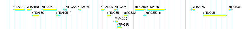 Genes detail