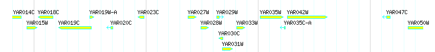 Genes detail