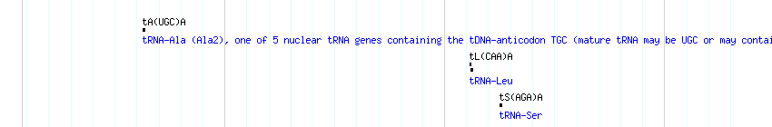 tRNAs detail