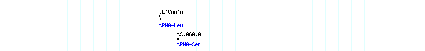 tRNAs detail