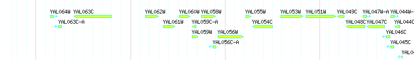 Genes detail