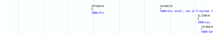 tRNAs detail
