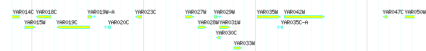 Genes detail