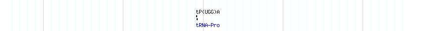tRNAs detail
