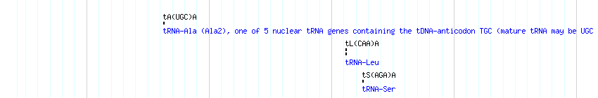tRNAs detail