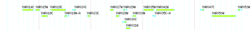 Genes detail