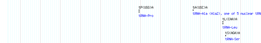 tRNAs detail