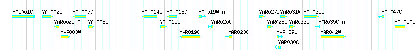Genes detail
