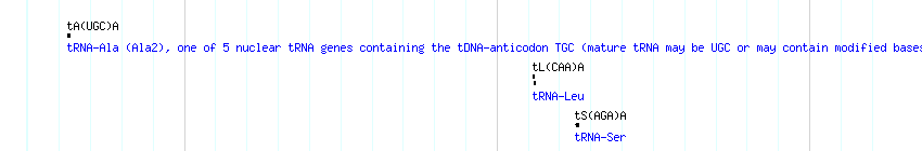 tRNAs detail