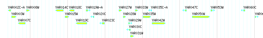 Genes detail
