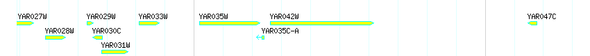 Genes detail