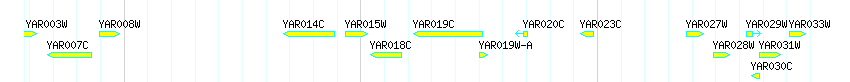 Genes detail