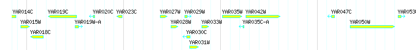 Genes detail