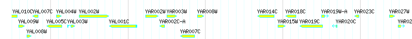 Genes detail